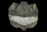 Wide Enrolled Drotops Trilobite - Spiny Phacopid #169566-1